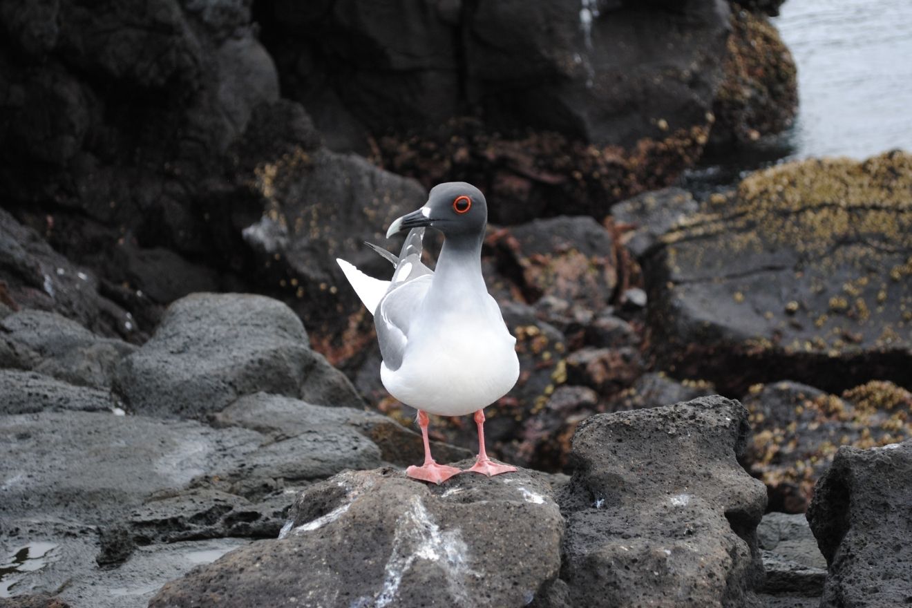 The endemic swallow-tailed gulls are unique among gulls as they feed only at night.